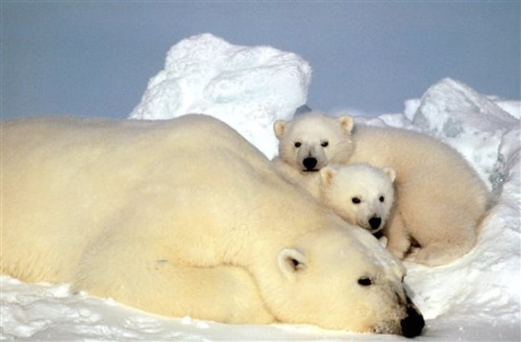 A sow polar bear rests with her cubs on pack ice in the Beaufort Sea in northern Alaska. If the world dramatically changes its steadily increasing emissions of greenhouse gases, global warming can be slowed enough to prevent a total loss of critical summer sea ice for the polar bears, according to a new study in the journal Nature released Dec. 15.